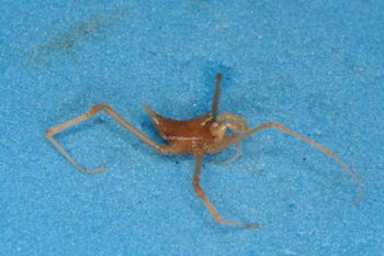 Media type: image;   Invertebrate Zoology 14749